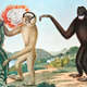 Illustration for article titled How Europeans Imagined Exotic Animals Centuries Ago, Based on Hearsay